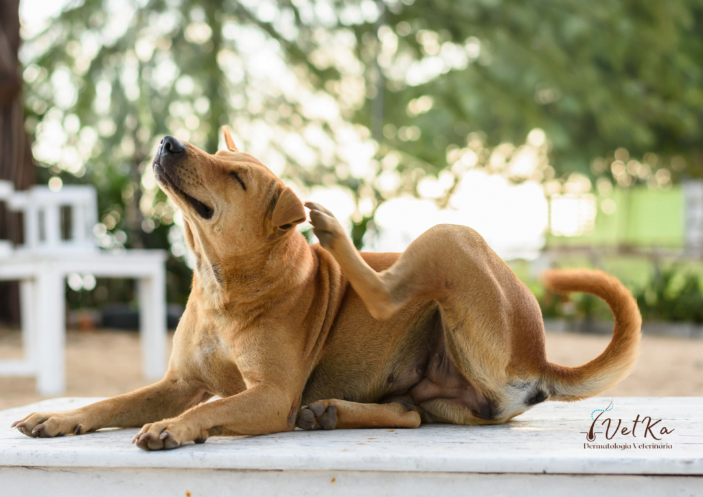 Cão se coçando