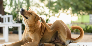 Cão se coçando