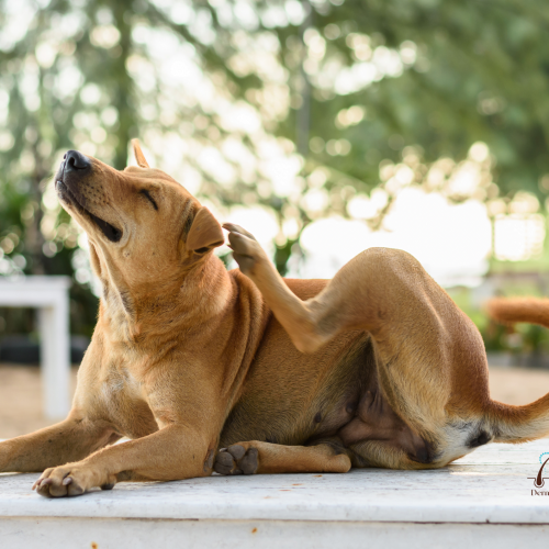 Cão se coçando 