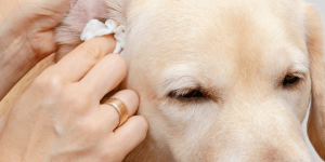 Como tratar otite inflamatória em cães